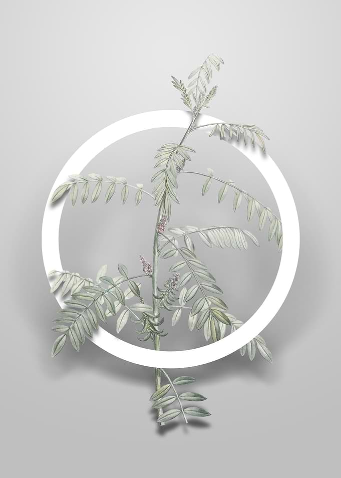 Flowering Indigo Plant Art