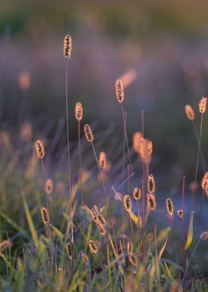 dreamy grass 2
