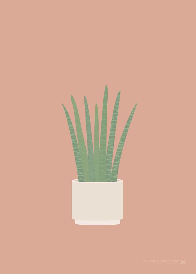 Cylindrical Snake Plant
