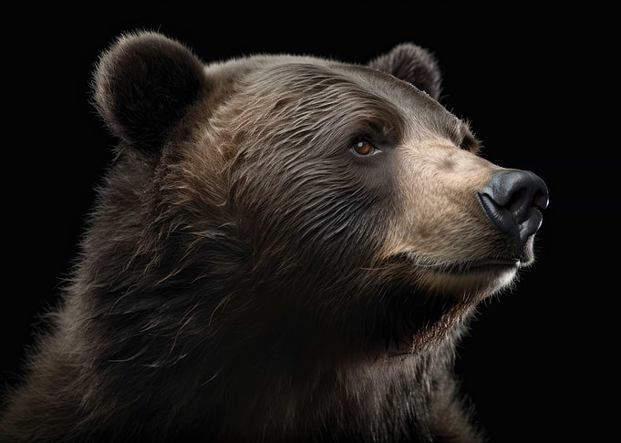 Brown Bear Portrait Dark