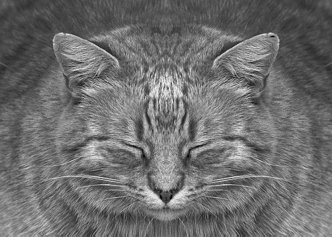 Ginger Cat in BW