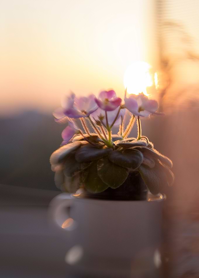 My Tiny Flower
