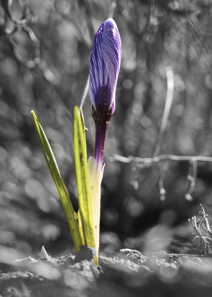 Colorkey Flower