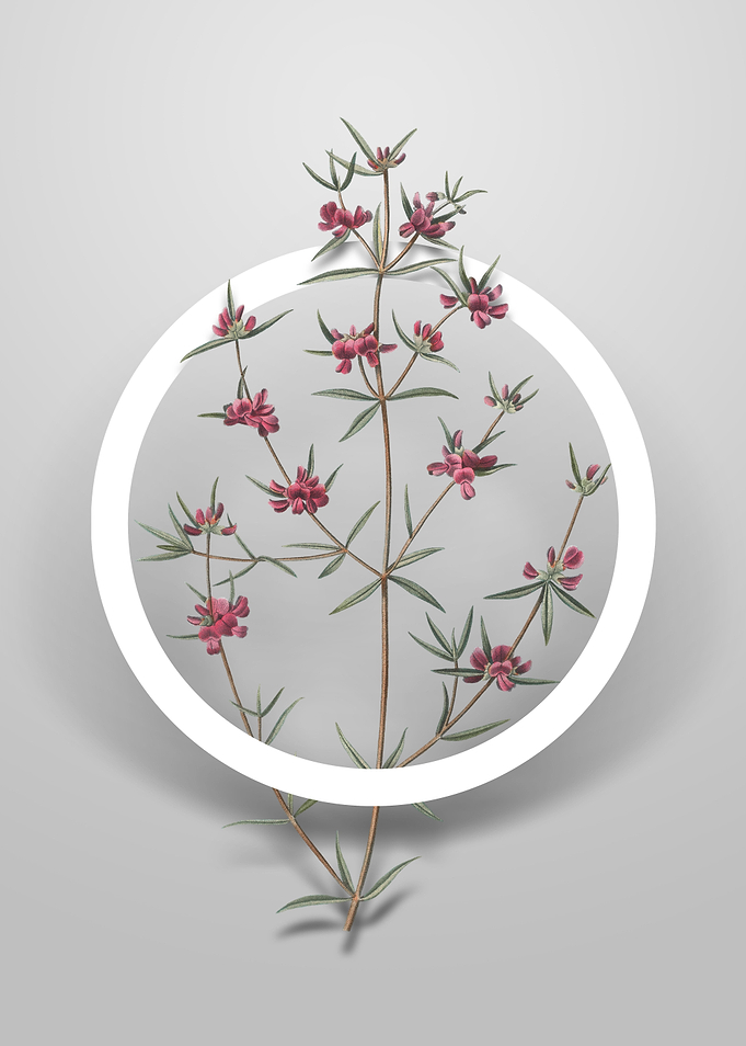 Heath Mirbelia Branch Art
