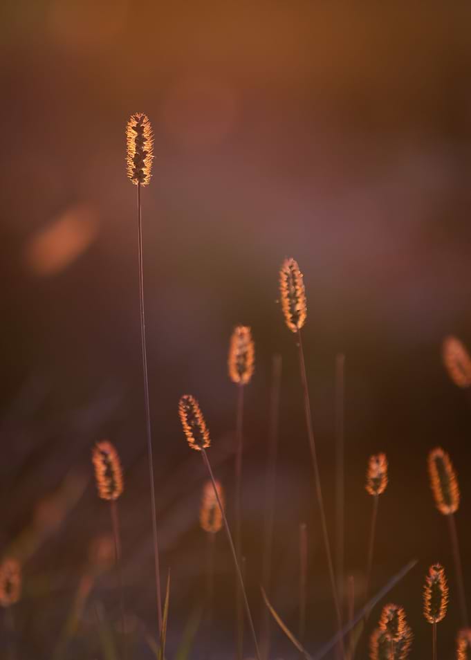 dreamy grass 1