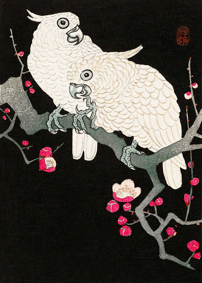 Two cockatoo plum blossom