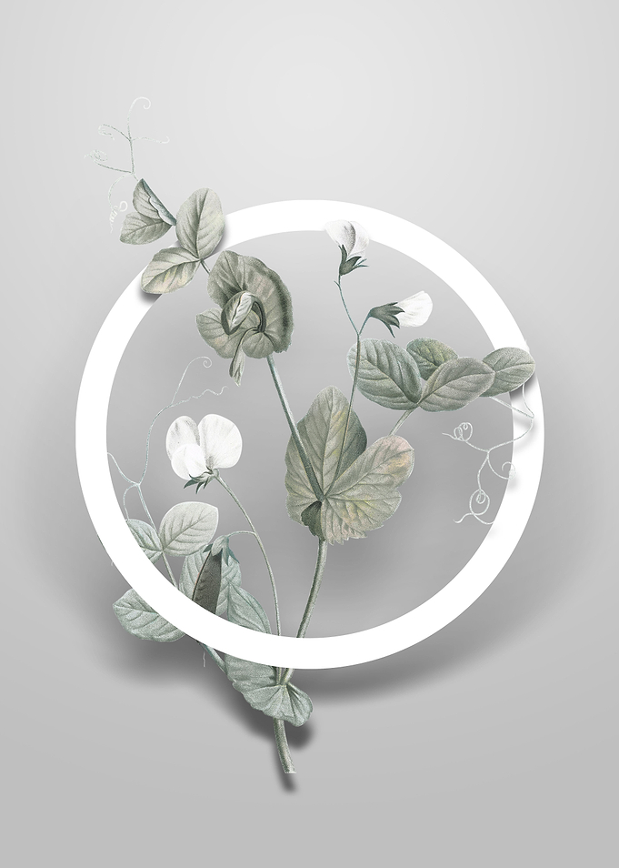 Vintage White Pea Flower