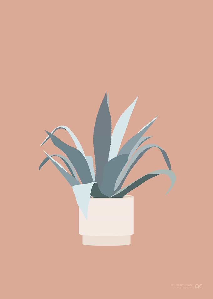 Century Plant Illustration