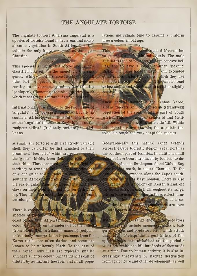 Angulate Tortoise