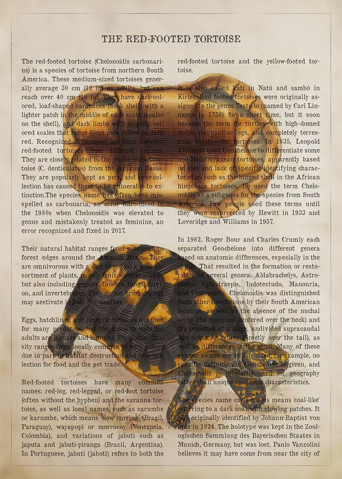 Red Footed Tortoise