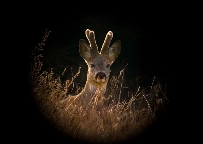Roebuck