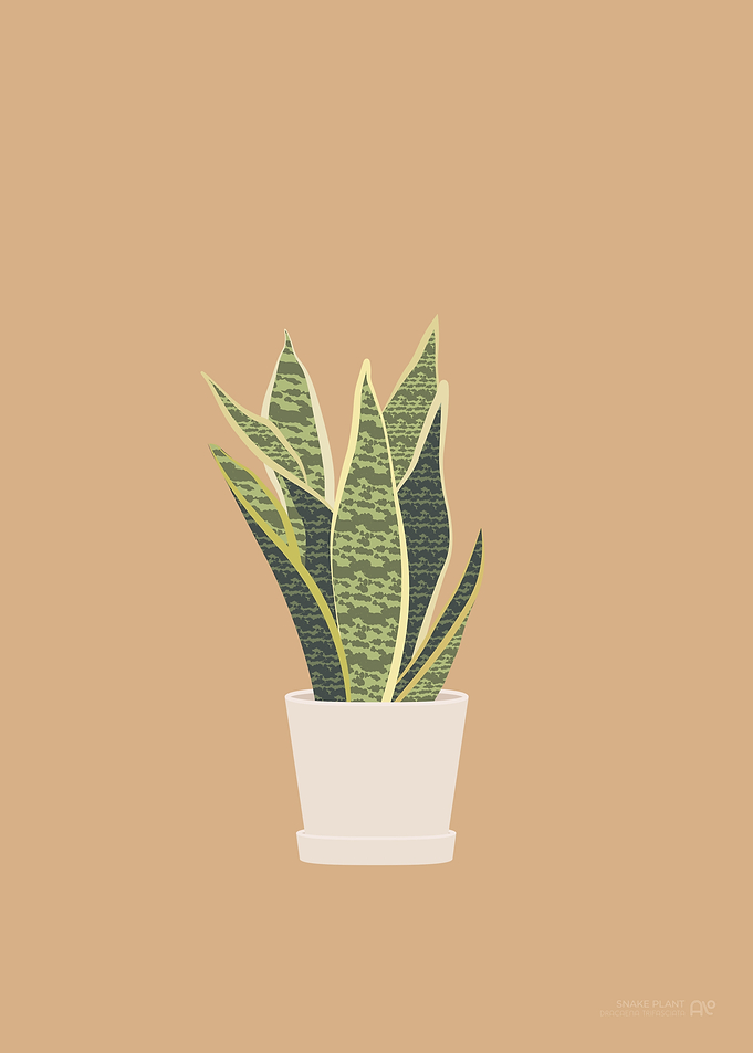 Snake Plant Illustration