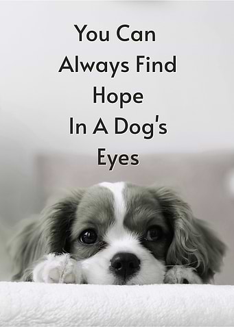 Dog Quote Motivational