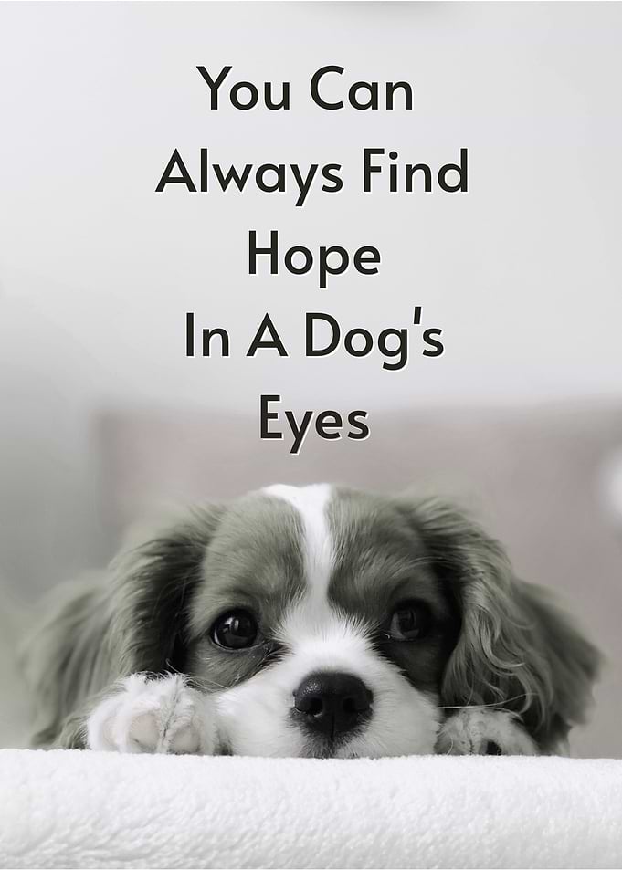 Dog Quote Motivational