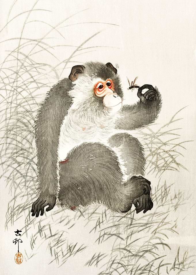 Monkey with insect Ohara