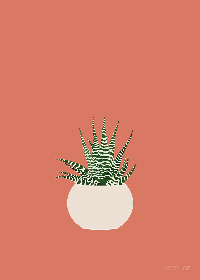 Zebra Plant Illustration