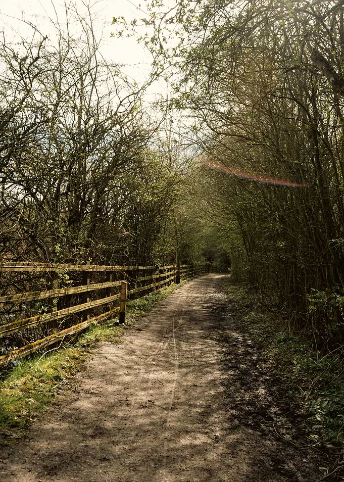 Sunny Woodland Path