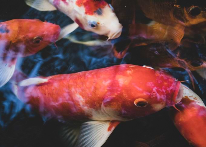 Koi Fishes