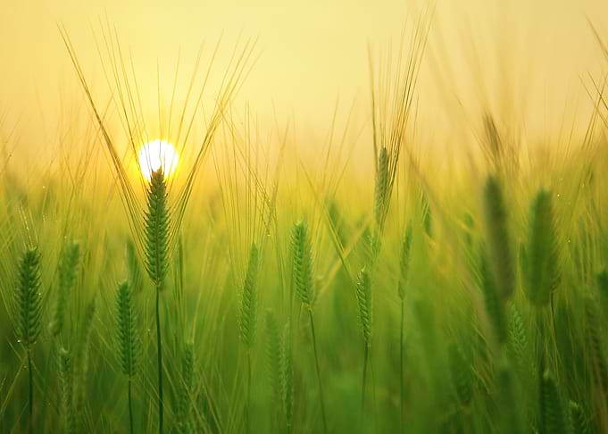 green wheat
