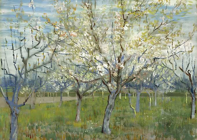 Apricot Trees
