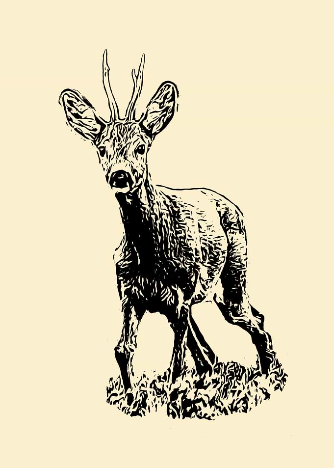 Roe deer