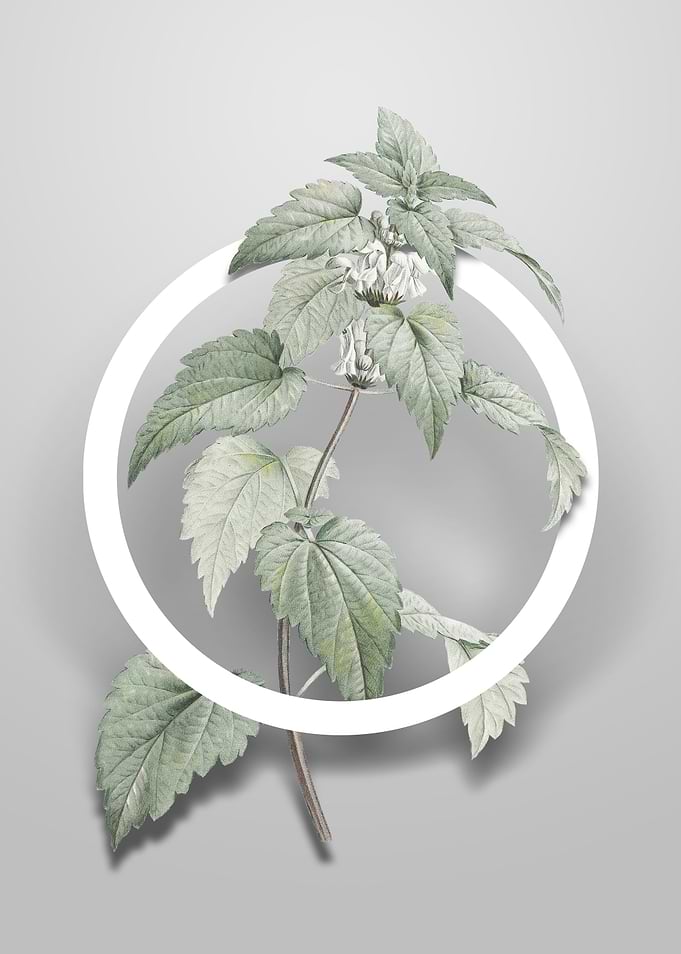 White Dead Nettle Plant