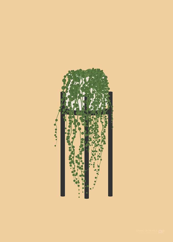 String of Pearls Plant