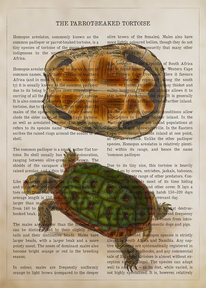 Parrot Beaked Tortoise