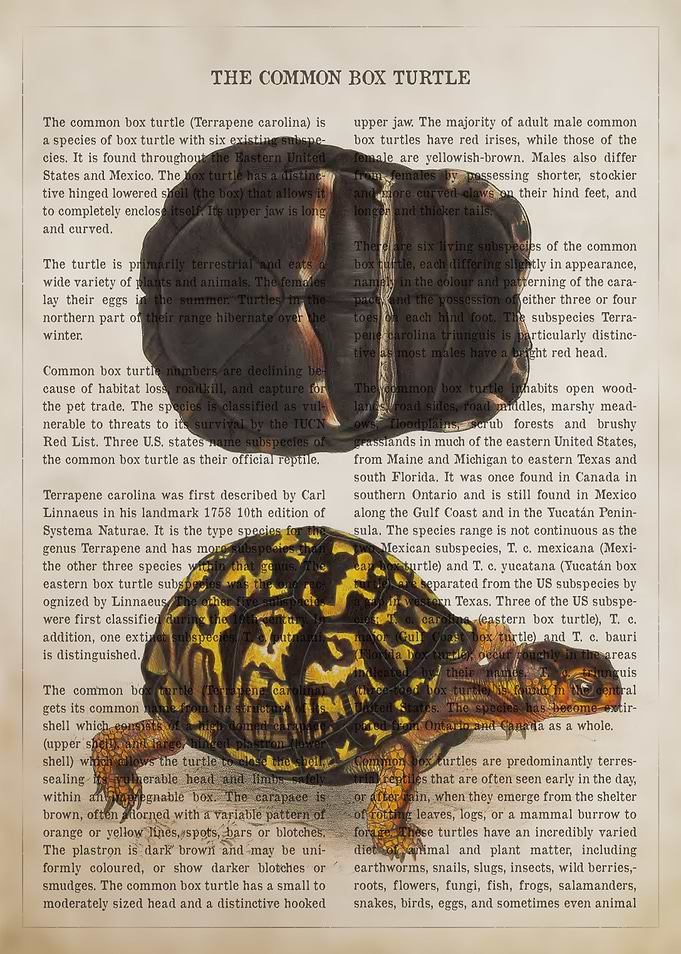 Common Box Turtle