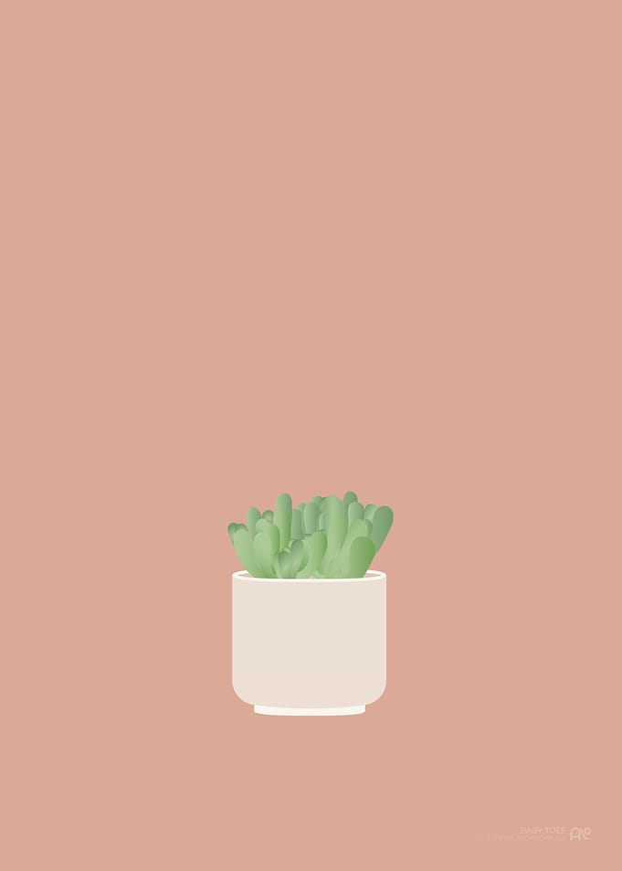Baby Toes Houseplant