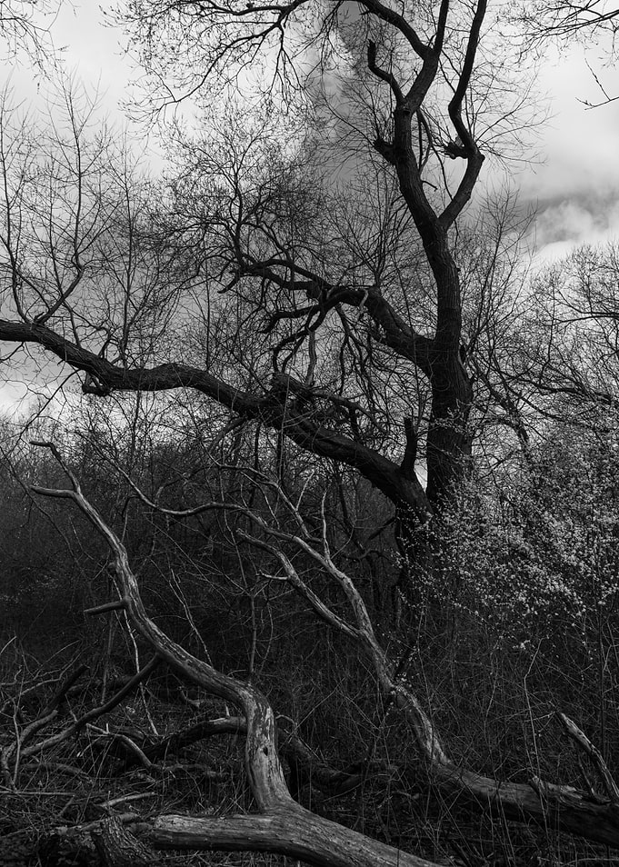 Monochrome Winter Forest