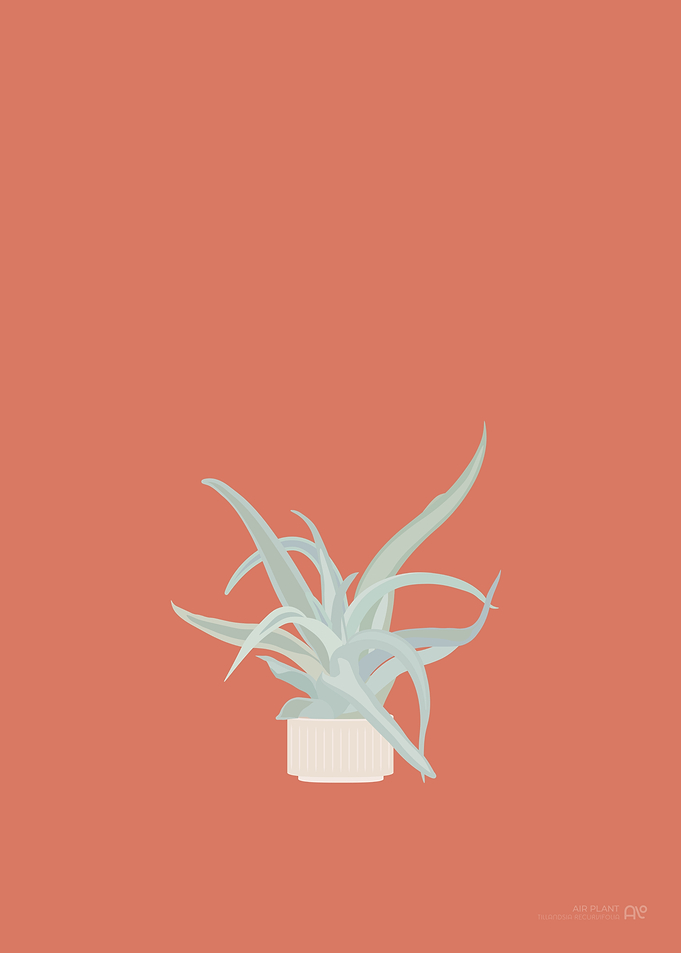 Air Plant Illustration