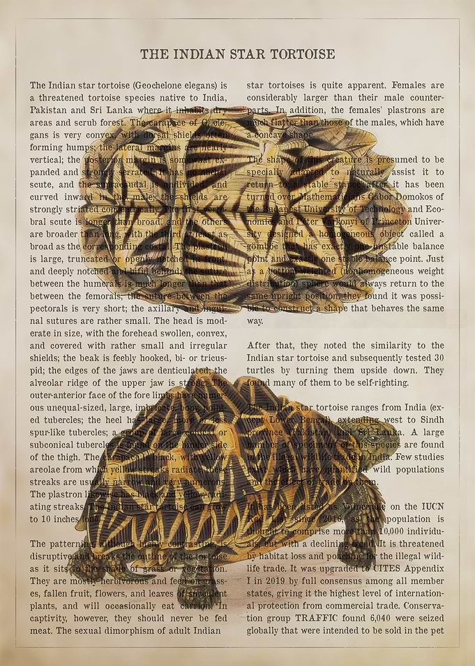 Indian Star Tortoise