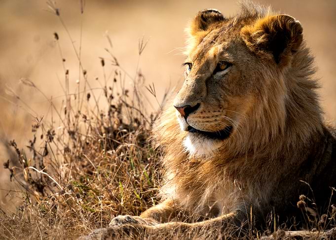 Lion