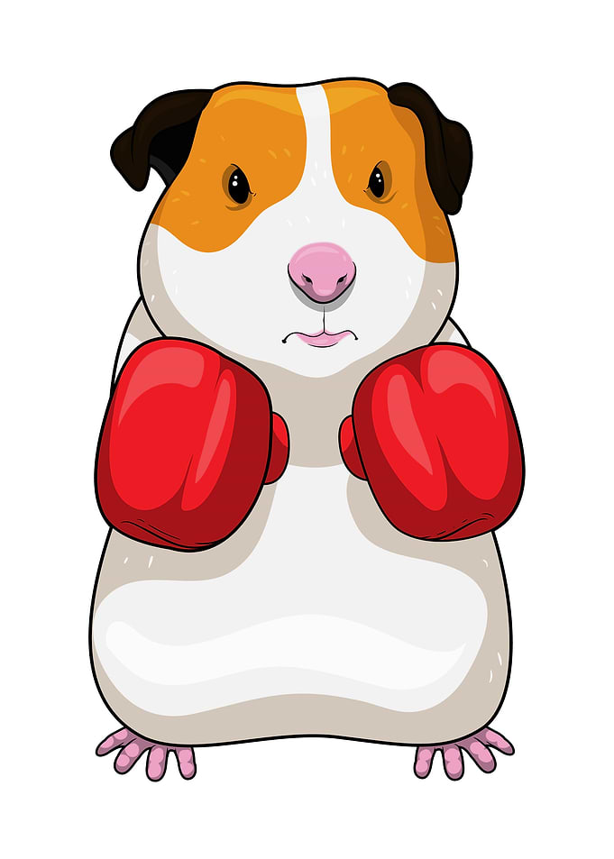 Guinea pig Boxer Boxing