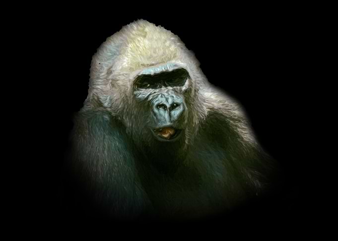 Gorilla portrait