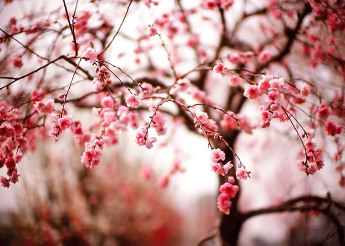 Blossom Posters
