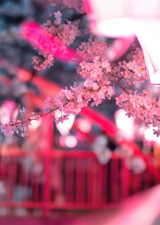 Pink Asia Blossom