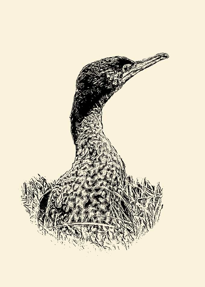 Cormorant