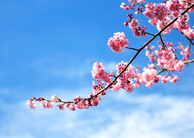 Blossom Sakura and Sky