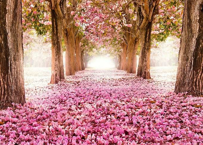 Trees with Blossom Sakura