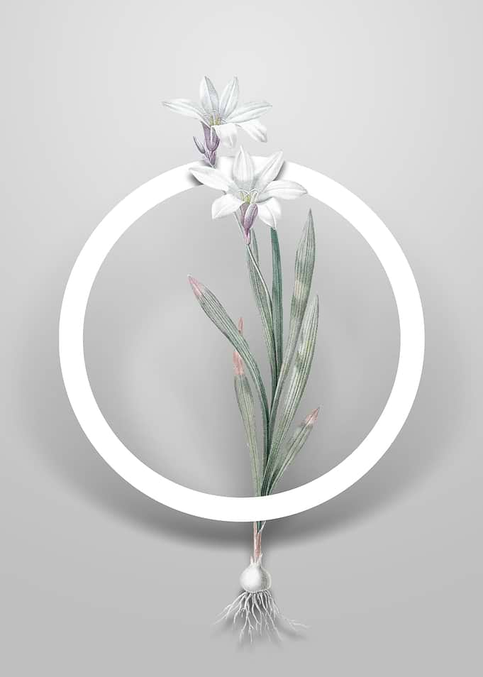 Ixia Liliago Flower Circle