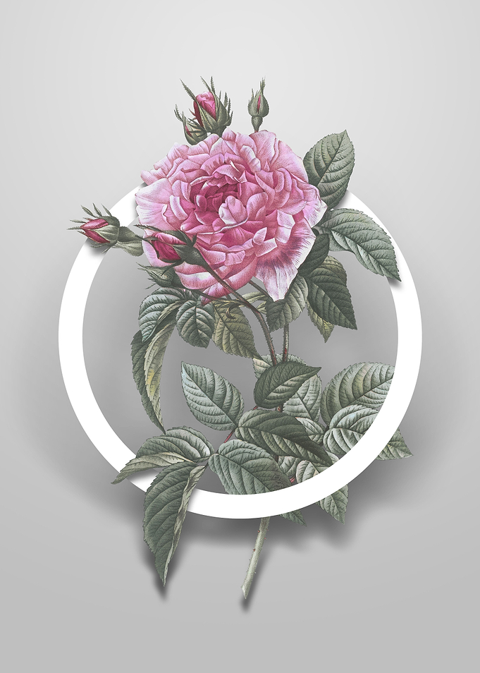 Pink French Rose Flower
