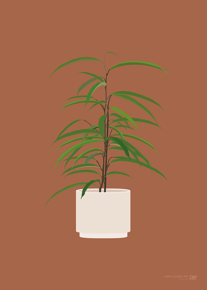 Long Leafed Fig Houseplant