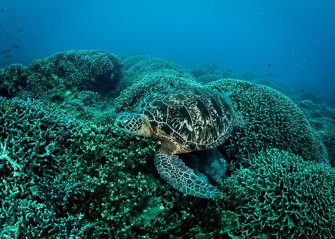 Turtle on the coral reef