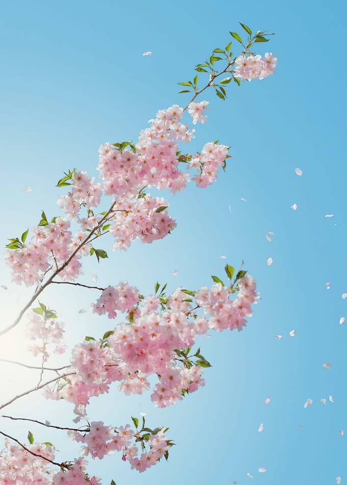 Pink Blossom Flowers