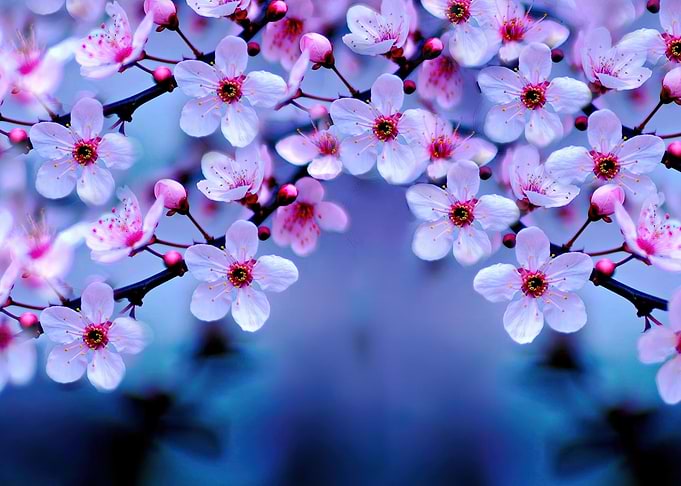 White Red Blossom Sakura