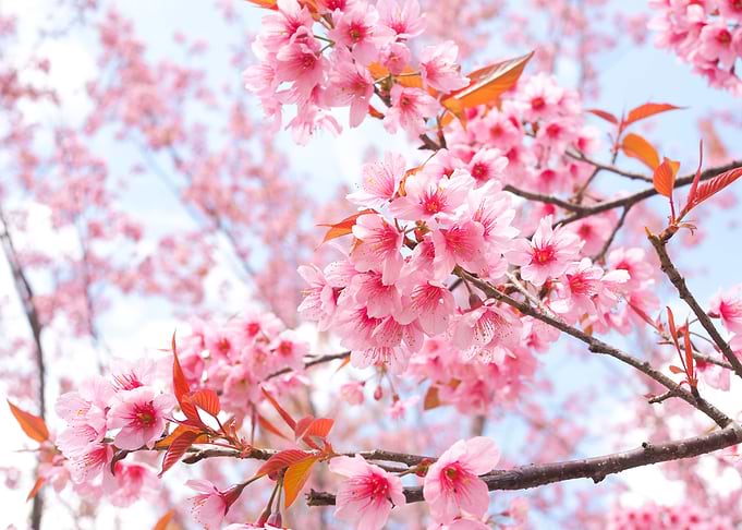 Beautifull Flowers
