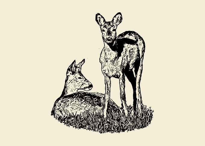 Doe