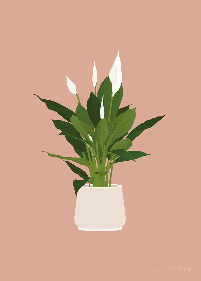 Peace Lily Illustration